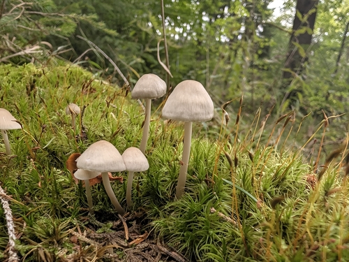 common bonnet