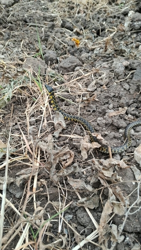 Yellow-bellied Liophis