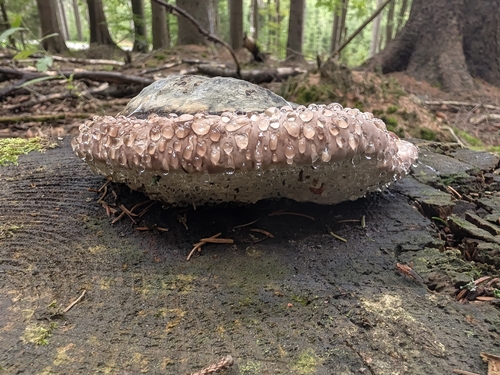 Red-banded Polypore