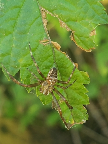 Cross Orbweaver