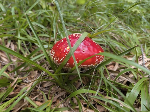 Fly Agaric