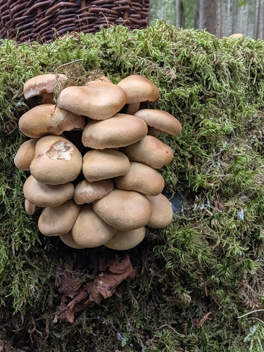 Sheathed Woodtuft