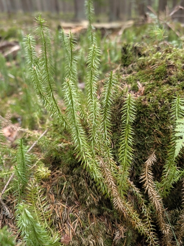 interrupted clubmoss