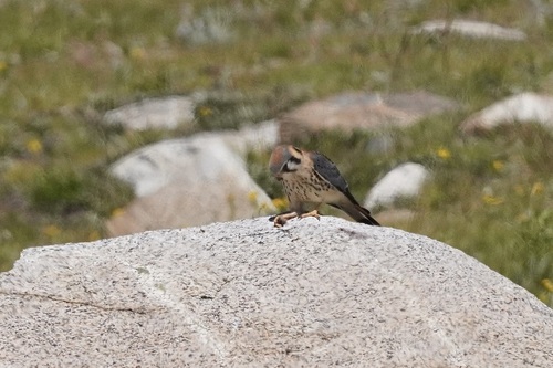 iNaturalist observation photo of American Kestrel
