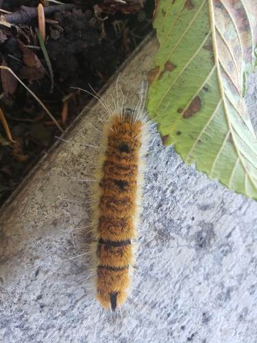 Large Gray Dagger