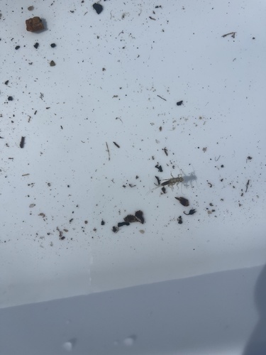 iNaturalist observation photo of Leptohyphidae