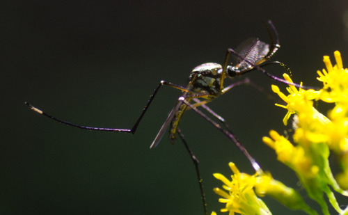 Elephant Mosquito