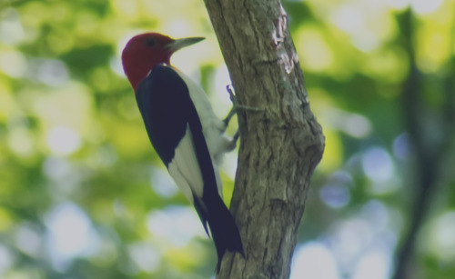 Red-headed Woodpecker