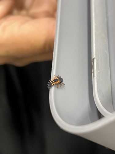 Asian Lady Beetle