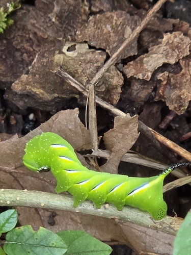 Laurel Sphinx
