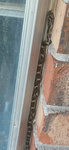 Western Ratsnake