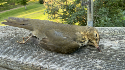 Swainson's Thrush