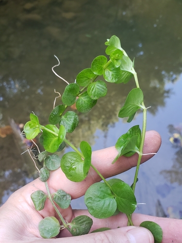 creeping Jenny