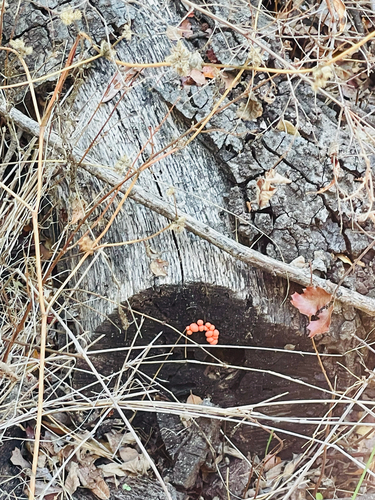 iNaturalist observation photo of Wolf's Milk