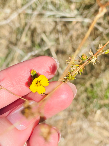 iNaturalist observation photo of Clustered Tarweed