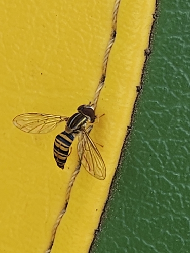 Maize Calligrapher