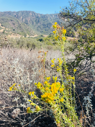iNaturalist observation photo of Coastal Goldenbush