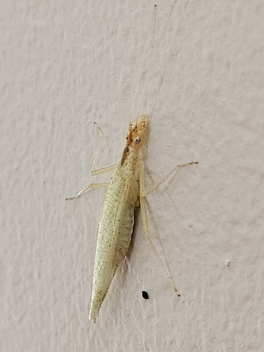 Narrow-winged Tree Cricket