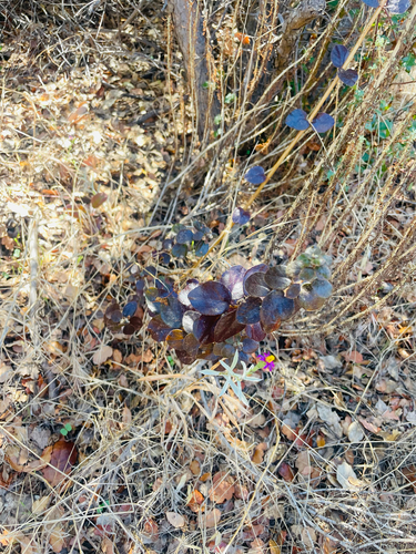 iNaturalist observation photo of Southern Honeysuckle