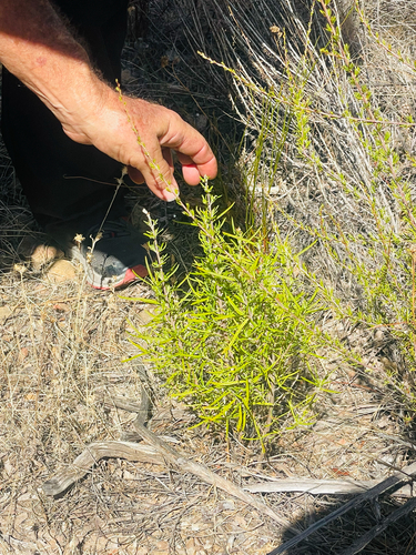 iNaturalist observation photo of woolly bluecurls