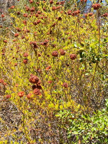 iNaturalist observation photo of California Buckwheat