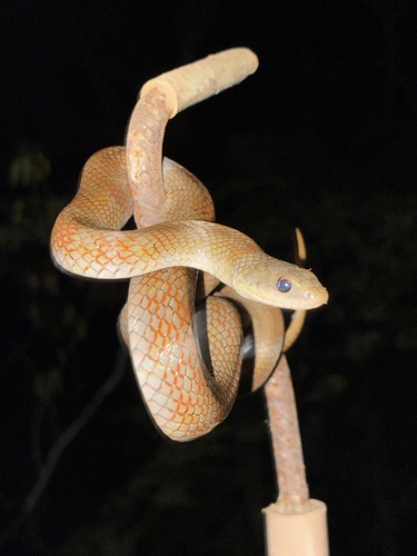 Erythrolamprus poecilogyrus schotti