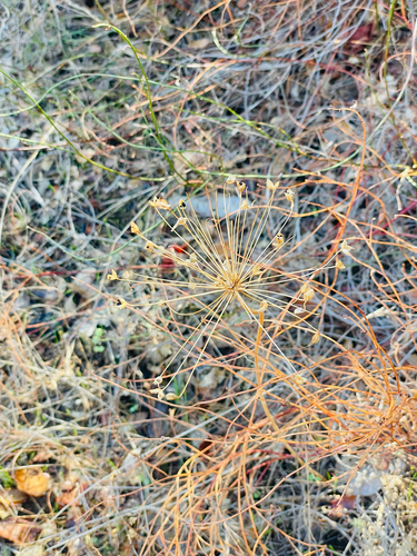 iNaturalist observation photo of goldenstar