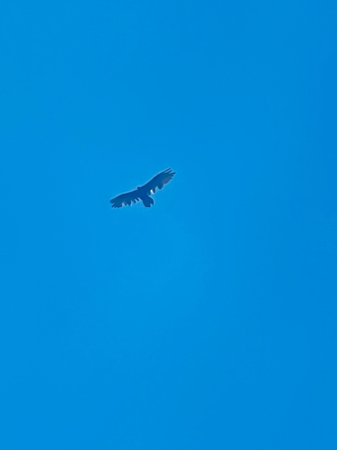 iNaturalist observation photo of Turkey Vulture