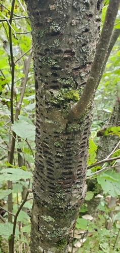 Yellow-bellied Sapsucker