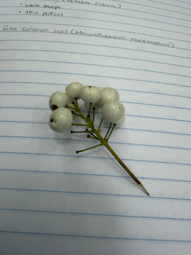 red baneberry