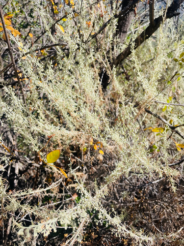 iNaturalist observation photo of California sagebrush