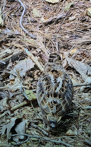 American Woodcock observed by gordon182