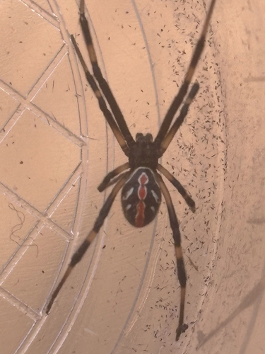 Western Black Widow