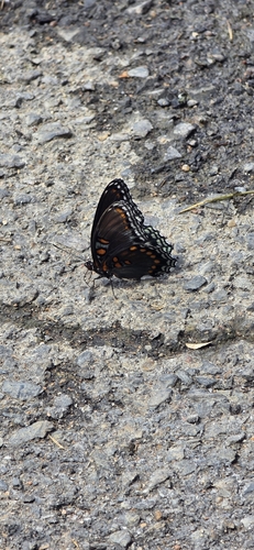 Red-spotted Purple