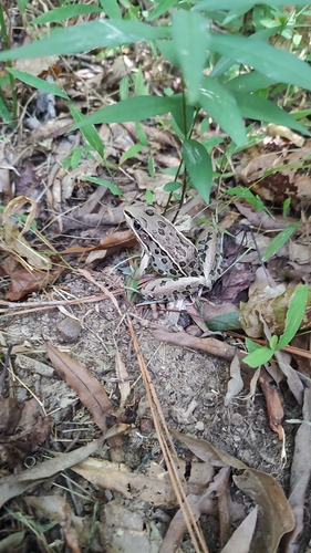 Southern Leopard Frog