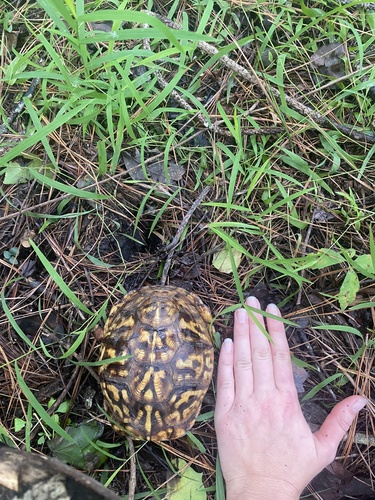 Eastern Box Turtle