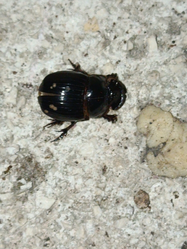 Copris lunaris