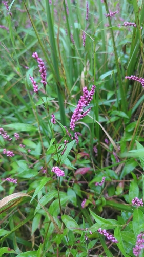 low smartweed