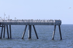 California Brown Pelican