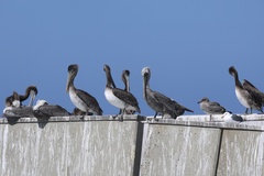California Brown Pelican