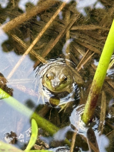 American Bullfrog