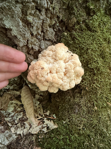 Bear's Head Tooth