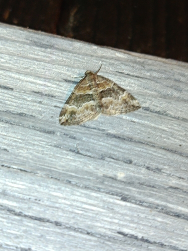 Barred Rivulet
