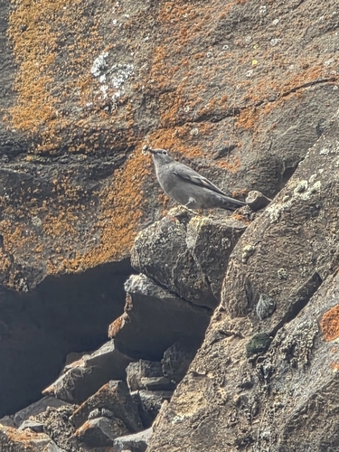 Townsend's Solitaire