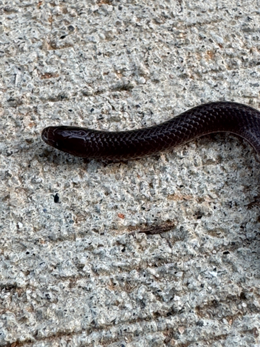 Common Wormsnake