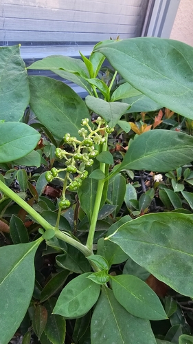 American pokeweed