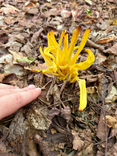 Golden Spindles