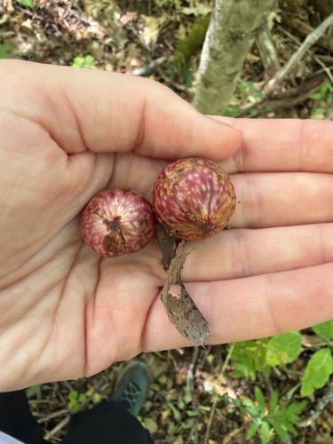 Acorn Plum Gall Wasp