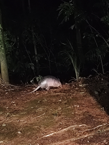 Tatu-galinha observed by pedrohenriquecanabarro