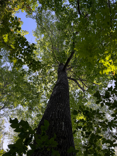 northern red oak